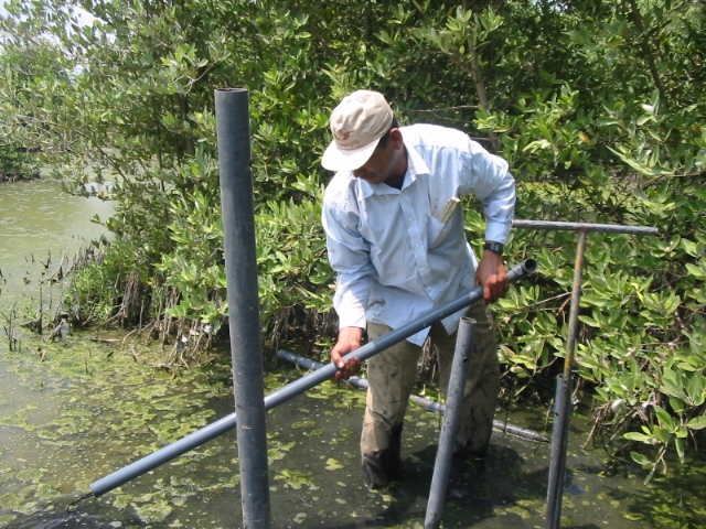 Trabajos de recuperación del manglar en la Ciénaga Grande de Santa Marta